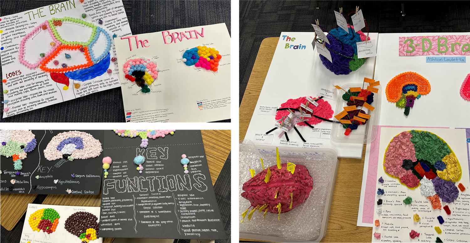 3d brain project